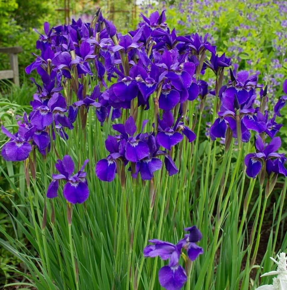 Japanese Iris Plants - 2 Bare Root Ceasars Brother - Purple Perennial - Cold Resistant (Iris germanica) for Garden