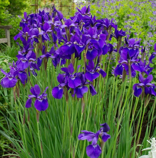 Japanese Iris Plants - 2 Bare Root Ceasars Brother - Purple Perennial - Cold Resistant (Iris germanica) for Garden