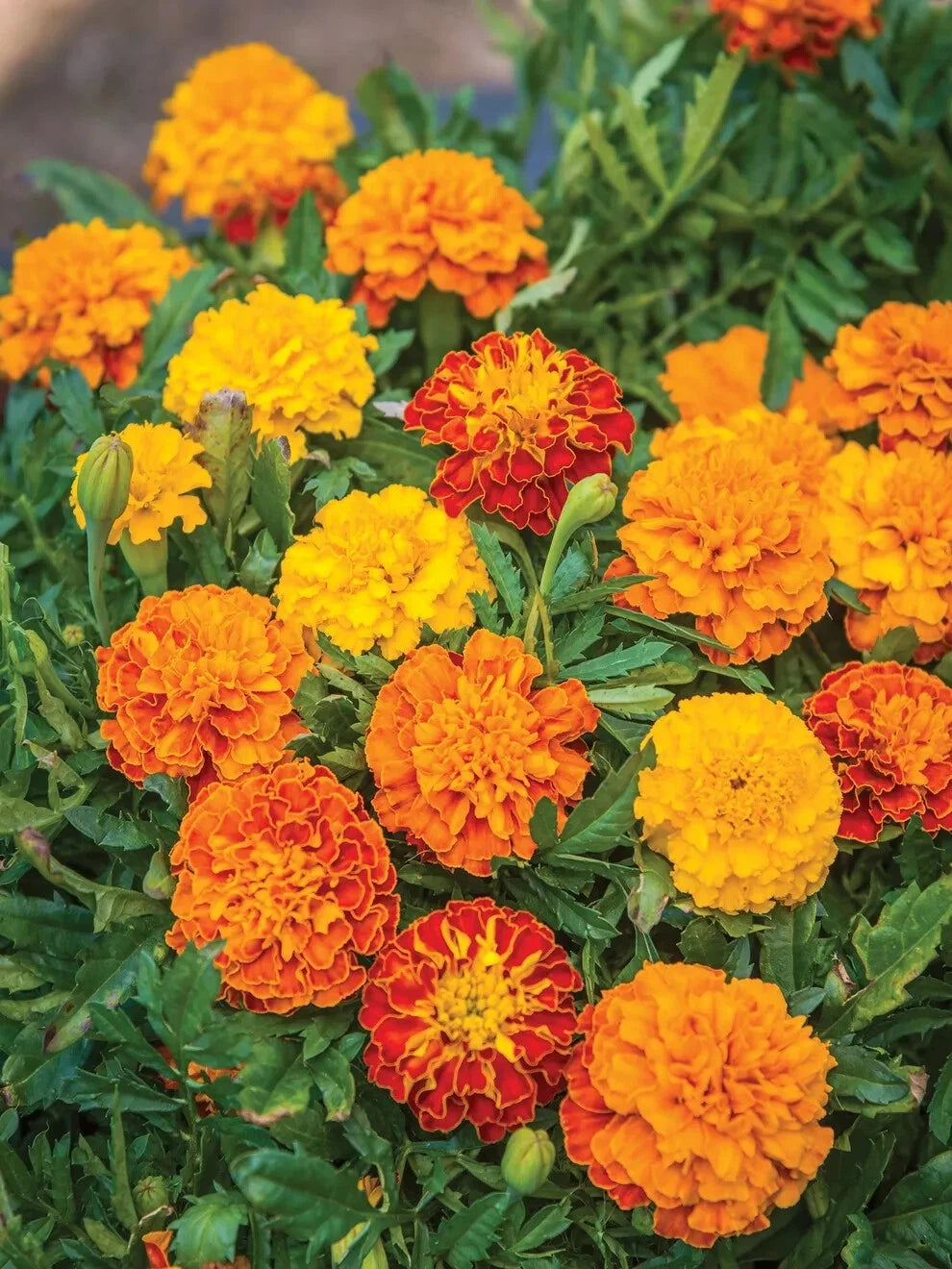 Boy O' Boy Mix Marigold Seeds - 25+ Seeds for Garden Planting - Tagetes erecta - USA Shipping Available