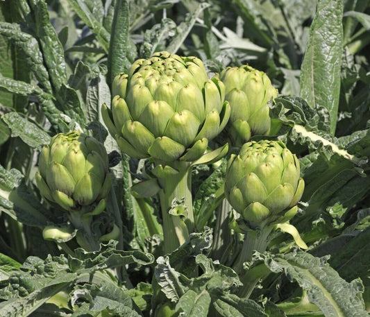 Green Globe Artichoke Seeds - 20+ Pack - Artichoke Thistle Cardoon Vegetable Seeds - Cynara scolymus - USA