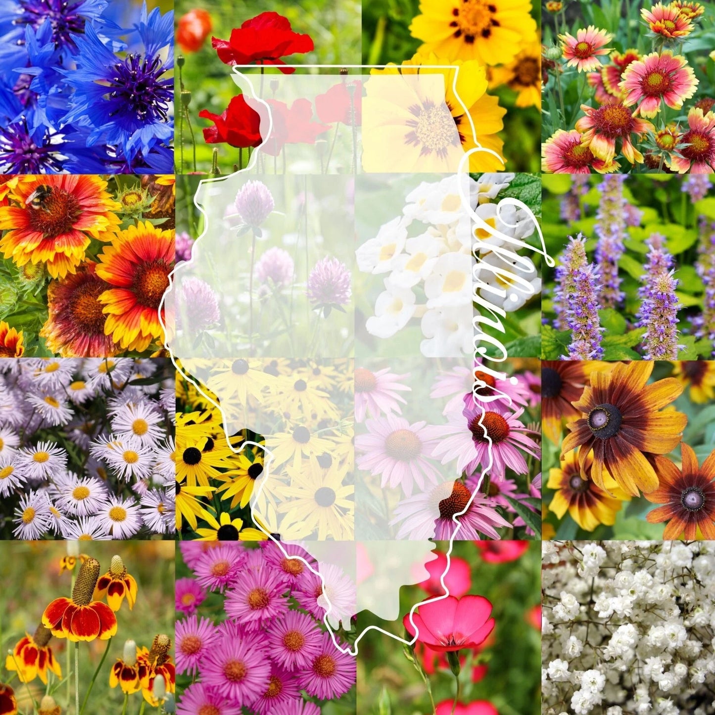Illinois Wildflower Seed Mix 1 lb Bulk - Native Wildflower Blend for 2,000 sq ft - Ideal for Pollinators and Biodiversity