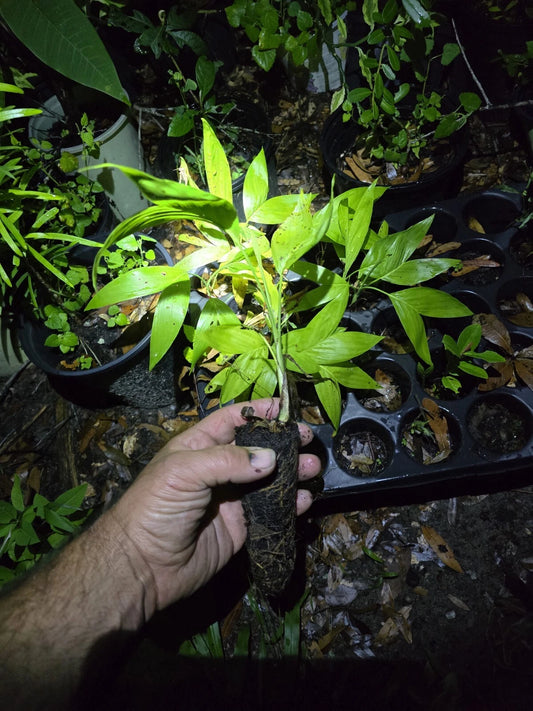 Chamaedorea seifrizii Seedlings Bamboo Palm Starts Reed Palms Lush Green Foliage Exotic Houseplant