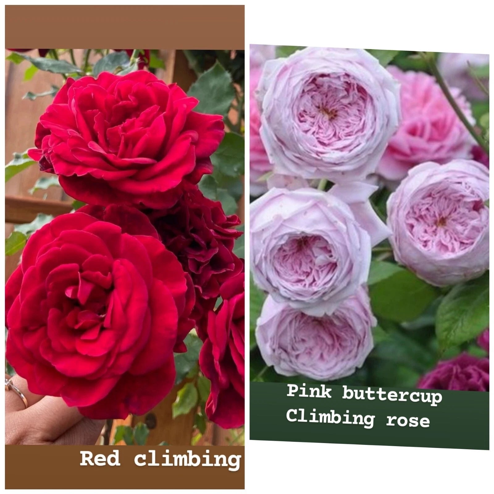 Rose Unrooted Cuttings Mix - Fresh Cuttings 5-8" Long - Ideal for Planting and Propagation - Rosa spp.