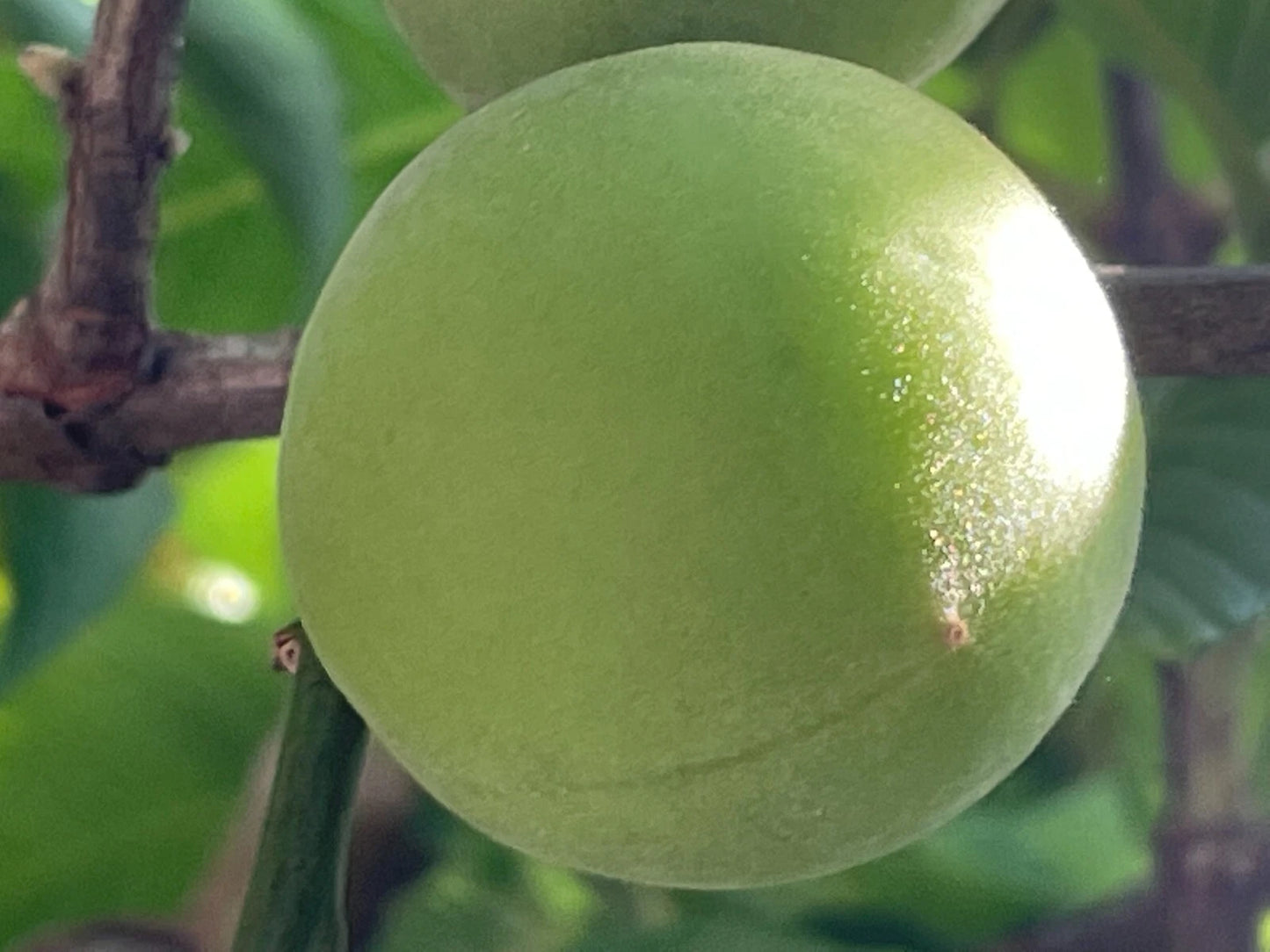 Japanese Ume Plum Fruits - 5 Cuttings, Prunus Mume, Maesil, Edible Fruit Plant, Bonsai or Garden Use