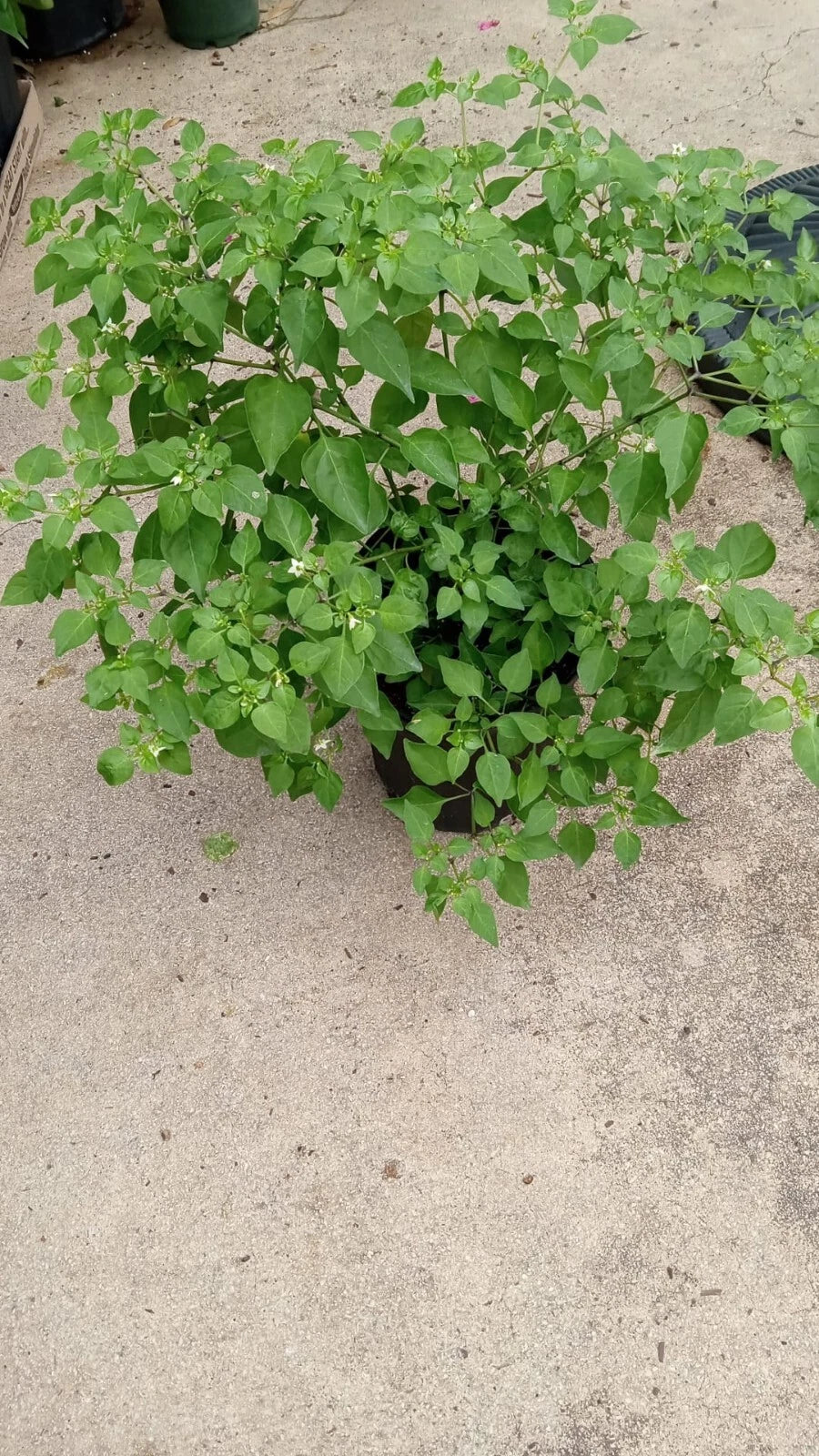 Chilpetin Pepper Plant - 1 Chile - Capsicum annuum - Tepin Petin Variety - Monte Pequin