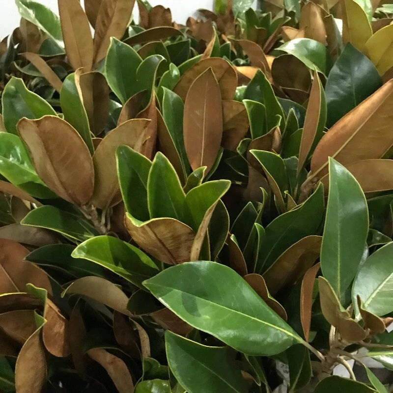 Fresh Live Magnolia Leaves - Decorative Greenery - Magnolia grandiflora