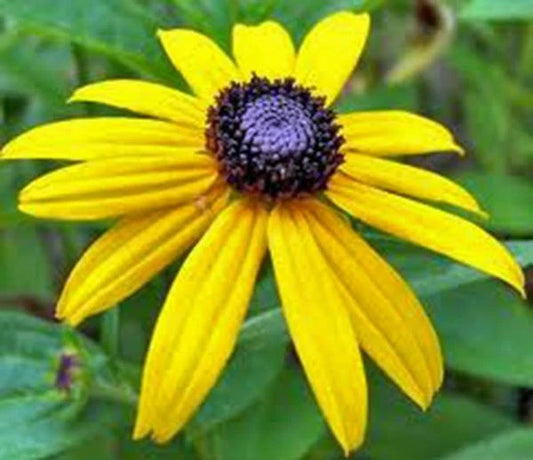 Black Eyed Susan Seeds - 1000+ Vivid Colorful Flowers - Rudbeckia hirta