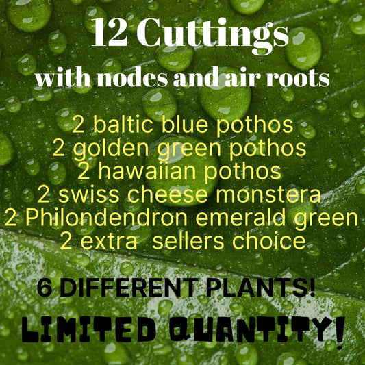 12 Leaf Cuttings with Nodes/Air Roots - Baltic Blue & Golden Green Pothos (Epipremnum aureum) - Hawaiian Variety