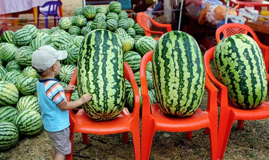 Congo Watermelon Seeds - Large - Non-GMO Heirloom - Organic - Rare - Citrullus lanatus