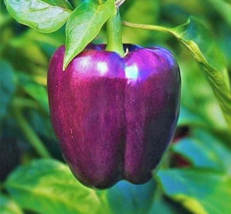 Purple Beauty Bell Pepper Seeds - 30+ Non-GMO Sweet Pepper Seeds (Capsicum annuum) - Free Shipping