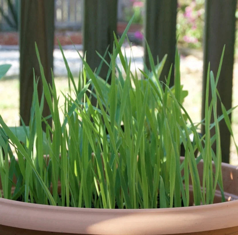 Cat Grass Seeds 100+ Pack | Crested Wheat Grass | Pet Safe Indoor Plant | USA Seller