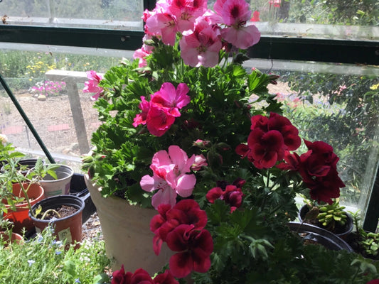 Martha Washington Geranium Cuttings (6) Pelargonium Mix for Rooting - Vibrant Flowering Plants