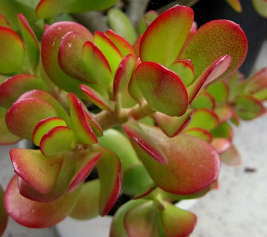 Jade Succulent Cuttings - Green and Red Crassula Ovata - 2 Plant Cuttings for Home Decor and Gardening