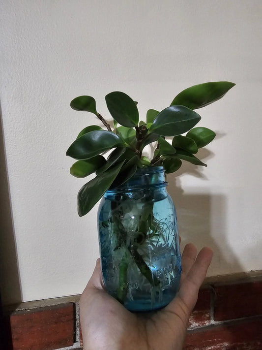 Baby Rubber Plant Cutting - Rooted - Ficus elastica - Indoor Houseplant, Easy Care, Propagation
