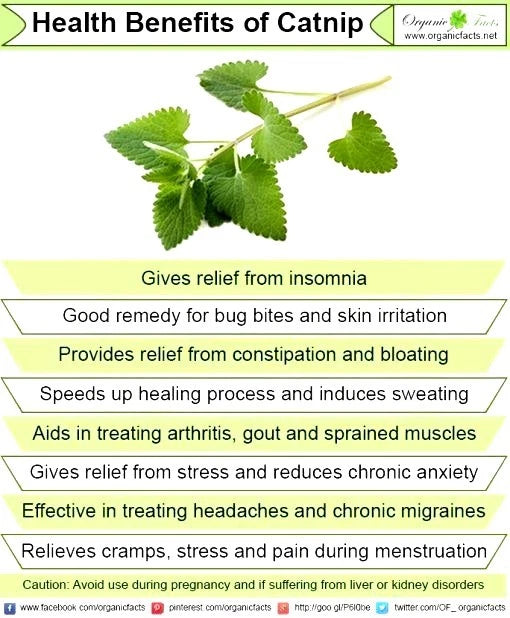 Catnip Seeds - 400 Non-GMO Open Pollinated Seeds - Nepeta cataria - Organic Herb for Cats