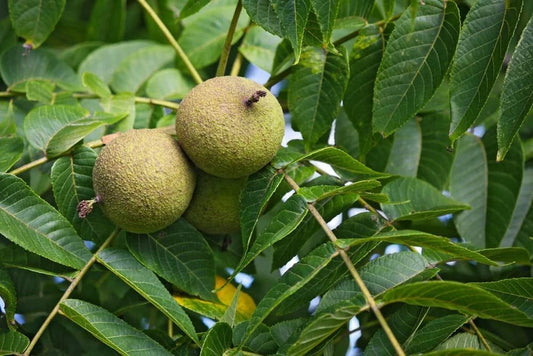 Black Walnut Tree Seeds - 2 Pack for Planting - Juglans nigra - Grow Highly Valued Timber and Nut Tree