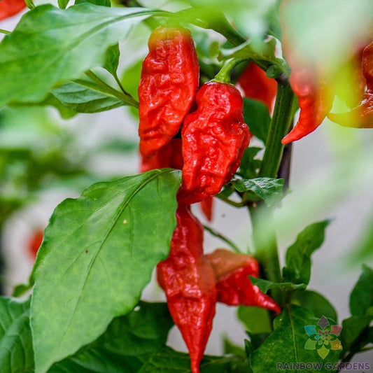 Bhut Jolokia Hot Pepper Seeds - 25+ Pack - Ghost Pepper - Capsicum chinense - USA