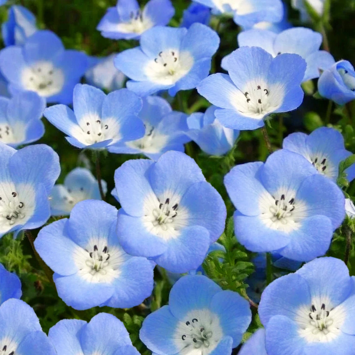 Baby Blue Eyes Seeds - Nemophila Menziesii - Sky Blue Flowers for 2025 Planting