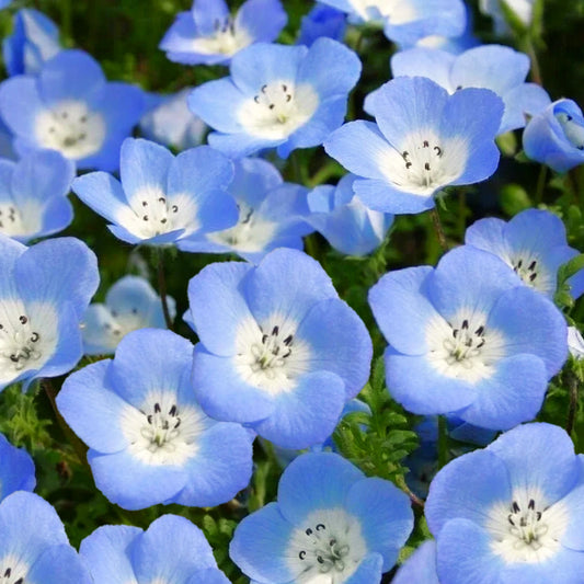 Baby Blue Eyes Seeds - Nemophila Menziesii - Sky Blue Flowers for 2025 Planting