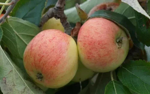 25+ Directeur Lesage Apple Seeds for Garden Planting, Malus domestica, Heirloom Variety, USA - Great for Home Gardens