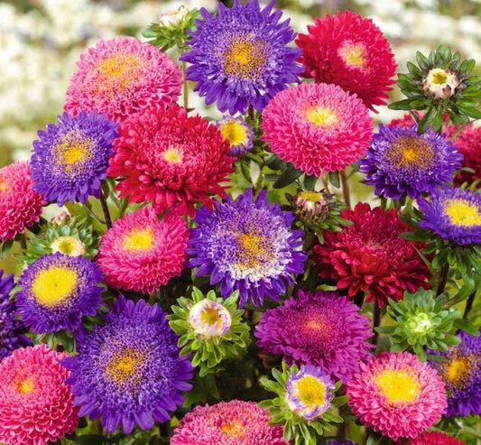 Aster Seeds Mix for Cut Flowers - Pompon Variety - Non-GMO - 200 Seeds - Ideal for Bees & Butterflies - Aster rubens