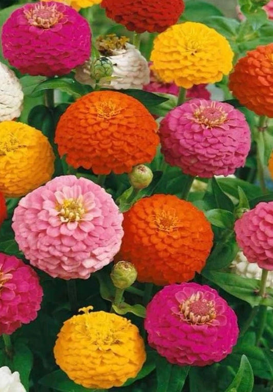 100+ Seeds Lilliput Zinnia Mix, Non-GMO, Colorful Blossoms, Zinnia elegans