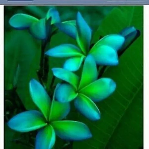 Blue Green Plumeria Seeds - 5 Perennial Flower Seeds - Plumeria spp.