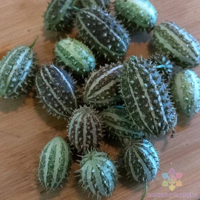 Bush Hog Cucumber Seeds - 25+ Pack for Garden Planting - Cucumis sativus - Non-GMO, USA Grown, Free Shipping