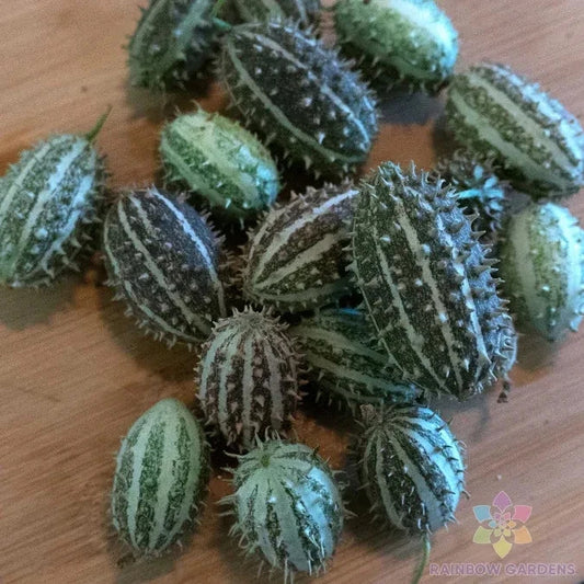 Bush Hog Cucumber Seeds - 25+ Pack for Garden Planting - Cucumis sativus - Non-GMO, USA Grown, Free Shipping