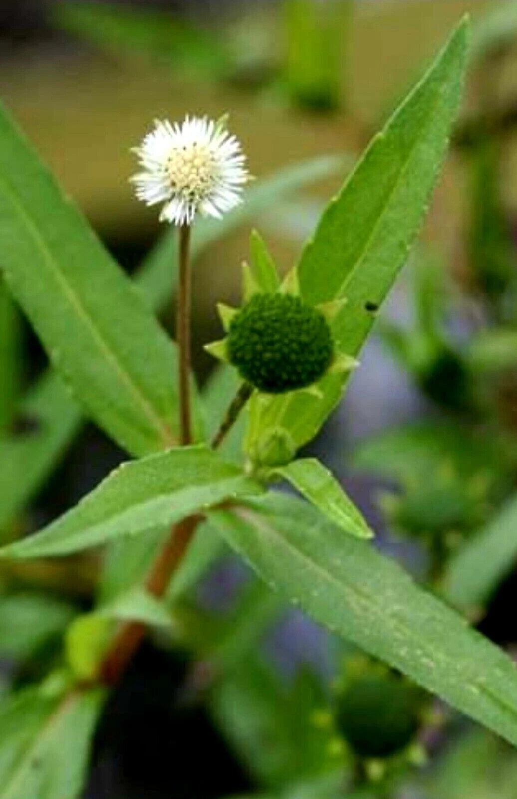 200+ Eclipta Prostrata Seeds, Organic Yerba de Tago Herb, Bhringaraj, Non-GMO, USA, Exp. 05/2025