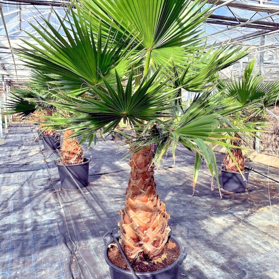 Mexican Fan Palm Tree Seeds - 10 Pack - Washingtonia robusta - Tropical, Exotic, Cold Hardy