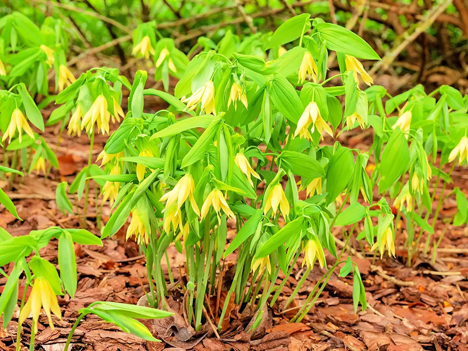 Bellwort Seeds - 10 Pack - Uvularia grandiflora - Weeping Bell Shaped Blooms for Planting