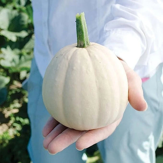 Buffy Winter Squash Seeds - 10 Seeds - Mini Variety - Cucurbita maxima