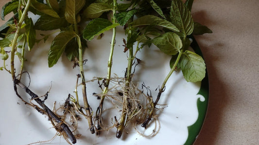 Mint Plant Cuttings 5+1 Free Organic Mojito Mentha Villosa نعنع شتل Rooted 3-6" Easy Grow Perennial Zones 5-9