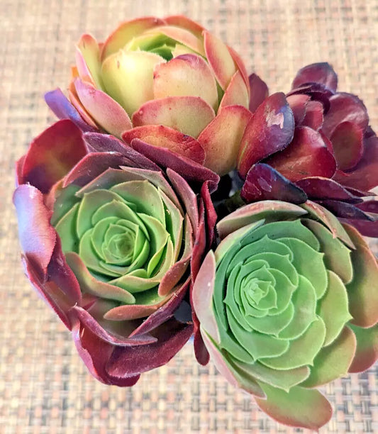 Aeonium Cuttings Set of 4 - 5" Diameter - Succulent Variety - Aeonium spp.