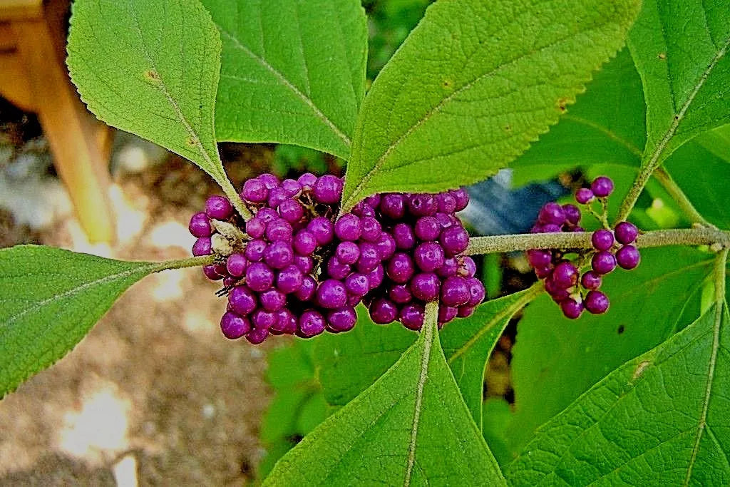 American Beautyberry Bushes 3-6" Starter Plants Purple Berries Callicarpa Americana Fast Growing Drought Tolerant Shrubs