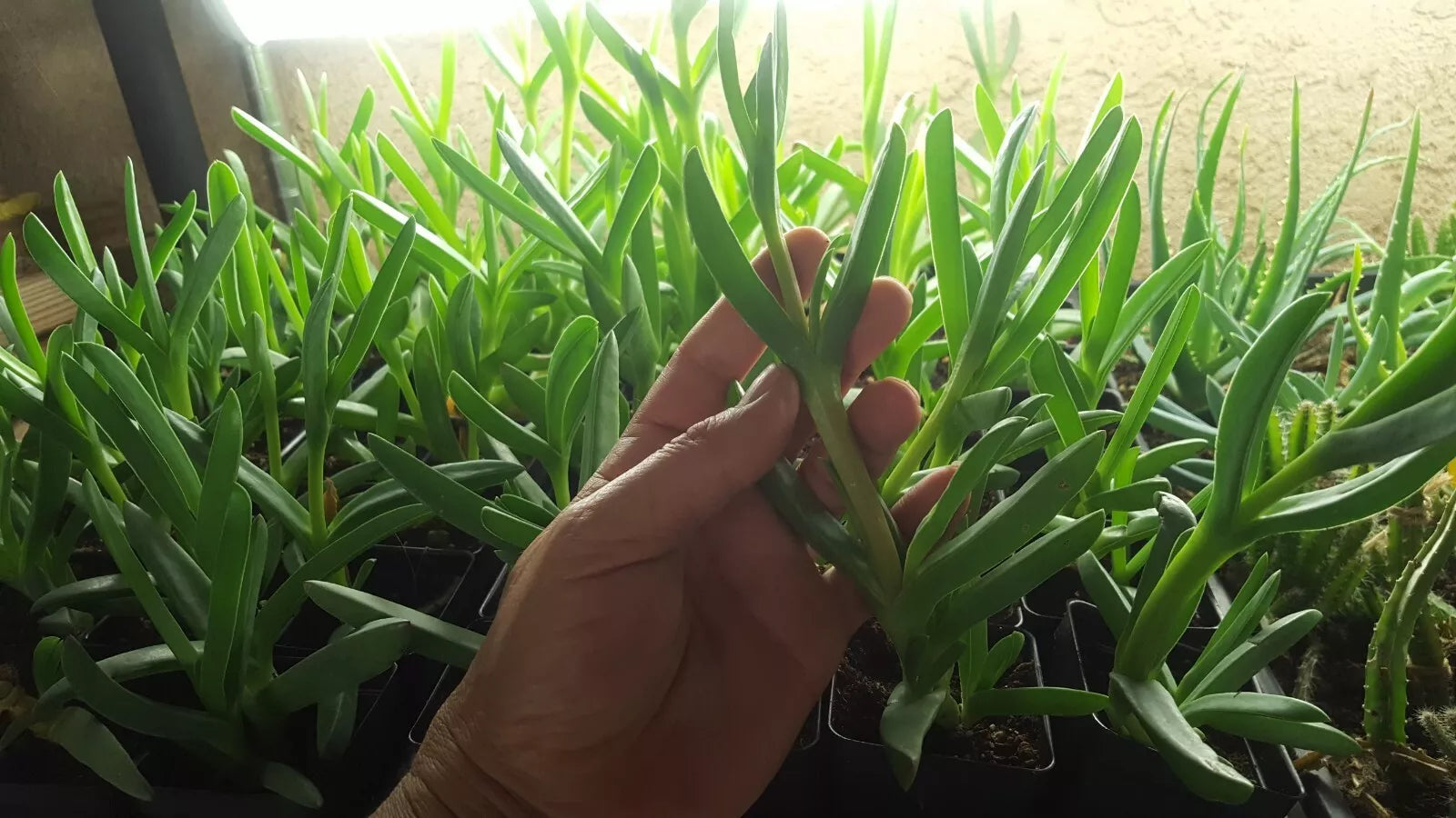 Live Cooper's Ice Plant Cuttings 3-4 Inches Tall, Coastal Pig Face, Delosperma cooperi, Succulent Ground Cover