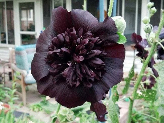 Black Prince Hollyhock Seeds | 25 Perennial Flower Seeds | Alcea rosea | US Seller