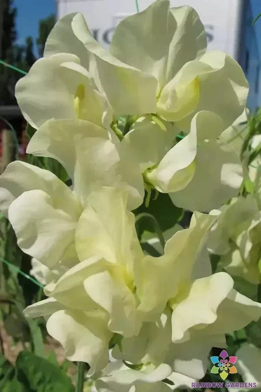 Cathy Sweet Pea Seeds - 50+ Premium Seeds for Garden Planting - Lathyrus odoratus - USA - Ideal for Trellises and Arbors