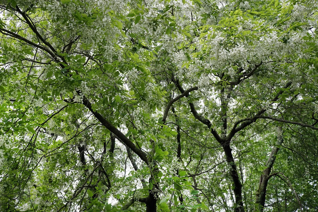 American Yellowwood Seeds, 10 Count, Cladrastis lutea, Native Tree Seeds, Drought Tolerant, Beautiful Yellow Flowers