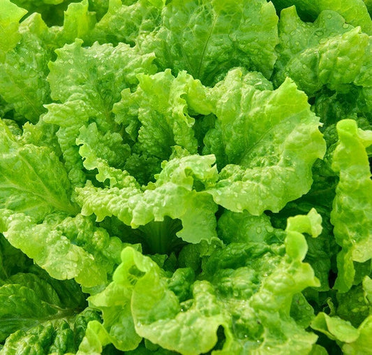 Black Seeded Simpson Lettuce Seeds 1000+ Organic Leafy Greens for Garden Salad - Lactuca sativa