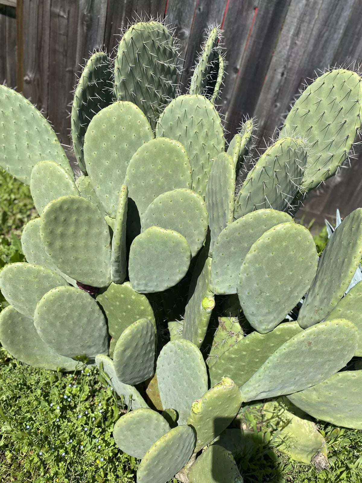 Big Spineless Cactus Pads 4+ Lbs Opuntia for Human/Reptile Food or Planting