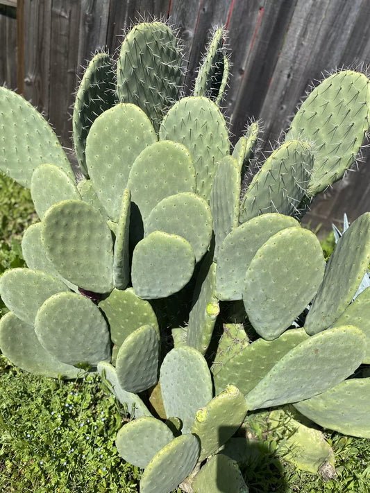 Big Spineless Cactus Pads 4+ Lbs Opuntia for Human/Reptile Food or Planting