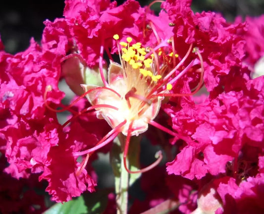 25+5 Cuttings Beautiful Red Pink Raspberry Crepe Myrtle Crape Tree Lagerstroemia Indica