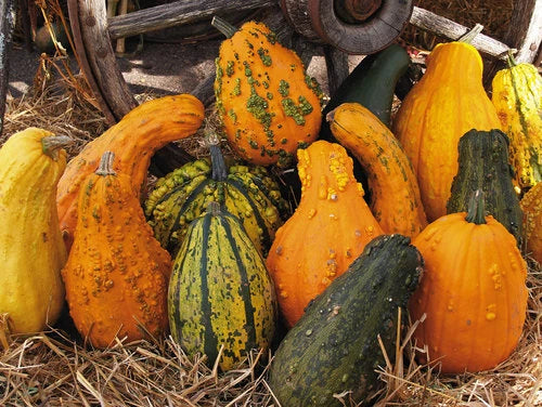 Lunch Lady Gourd Seeds - Fresh Seed for Planting - Heirloom Vegetable Variety - Lagenaria siceraria