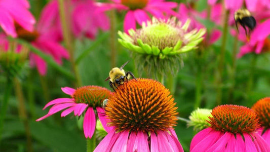 Bee Pollinator Mix Wildflower Seeds - Fresh Flower Seed Blend for Garden - Native Wildflowers Mix