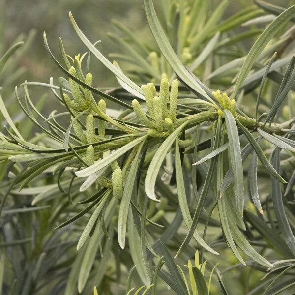 Live Starter Plant Set of 2 - Yew Plum Pine 6+ Inches - Podocarpus macrophyllus - Evergreen Garden Accent, Low Maintenance