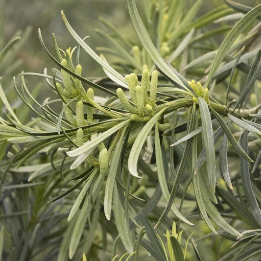 Live Starter Plant Set of 2 - Yew Plum Pine 6+ Inches - Podocarpus macrophyllus - Evergreen Garden Accent, Low Maintenance