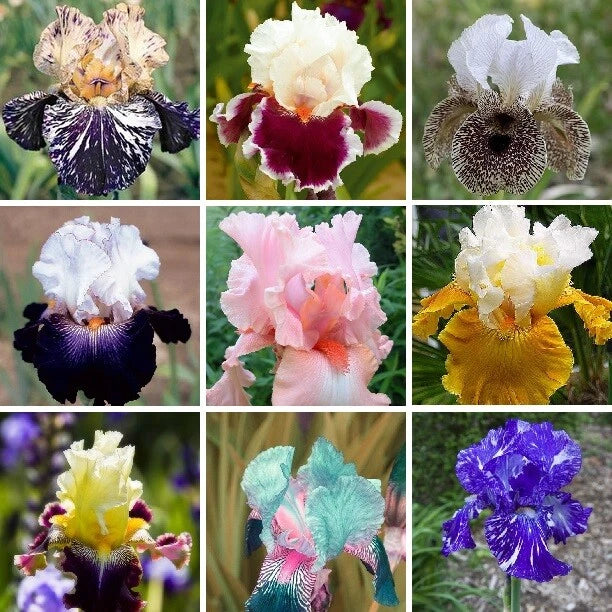 Iris Seeds - 25pcs Heirloom Mixed Varieties - US Seller - Iris germanica