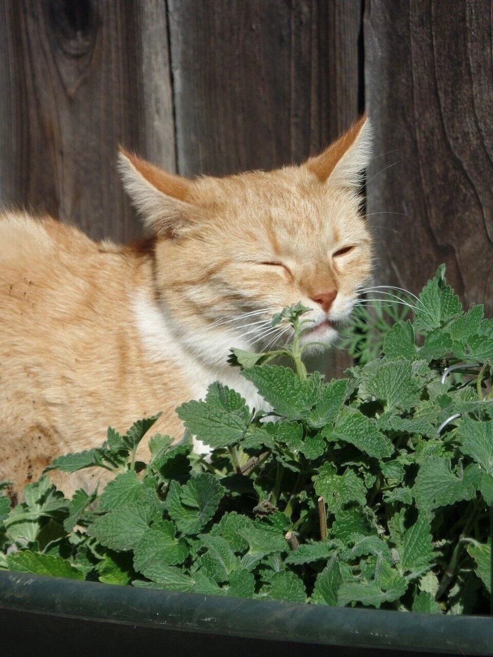 Catnip Seeds - Catmint Herb for Cats - Nepeta cataria - Fast Shipping - Perfect for Cat Lovers